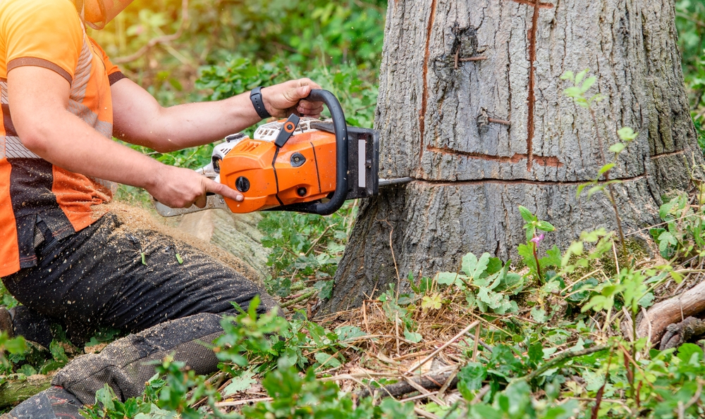 Tree Removal and Stump Grinding